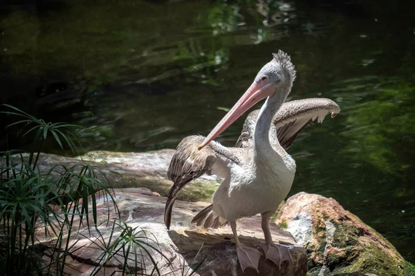 Spot-Billed Pelican (Pelecanus philippensis) at the Bioparc Fuen — Stock Photo, Image