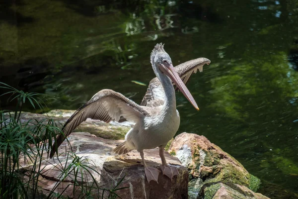 Pelicano de bico fino (Pelecanus philippensis) no Bioparc Fuen — Fotografia de Stock