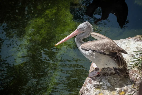 Pelicano de bico fino (Pelecanus philippensis) no Bioparc Fuen — Fotografia de Stock