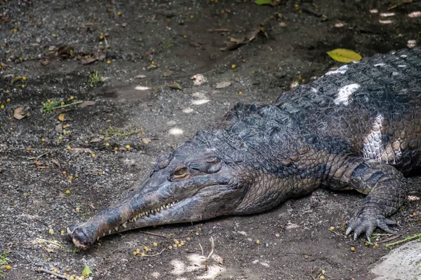 Tomistoma (Tomistoma schlegelii) descansando no Bioparc Fuengiro — Fotografia de Stock