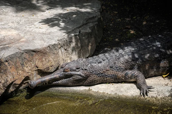 Tomistoma (rogata Tomistoma) odpoczynku w Bioparc Fuengiro — Zdjęcie stockowe