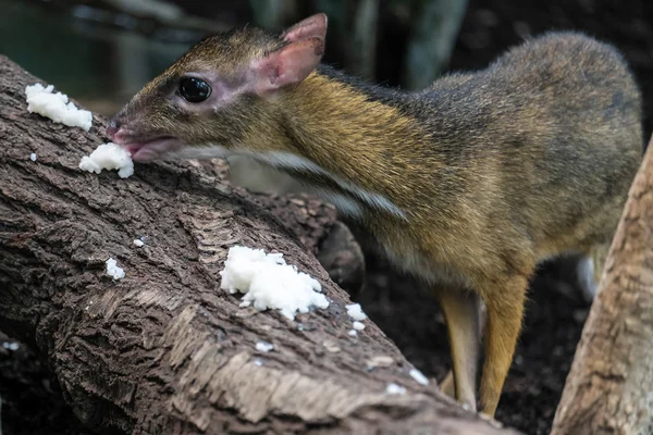 Mindre mus-rådjur (Capra kanchil) i Bioparc Fuengirola — Stockfoto