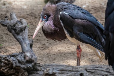 Abdim'ın leylek Fuengirola Bioparc
