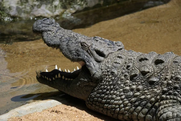 Krokodyl nilowy (Crocodylus niloticus) o Bioparc Fuengirola — Zdjęcie stockowe