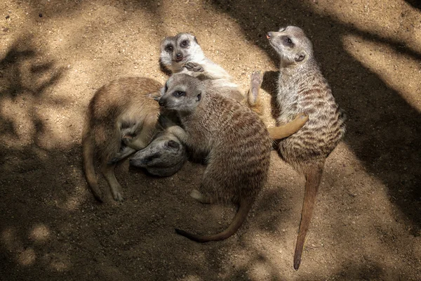 Meerkat ou Suricate (Suricata suricatta) — Photo