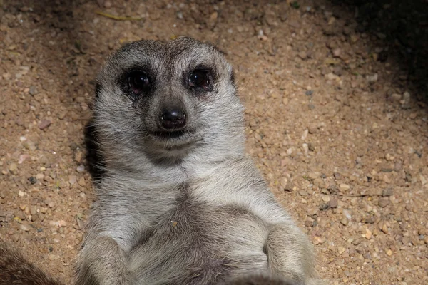 Meerkat or Suricatta(スリカタスリカッタ)) — ストック写真