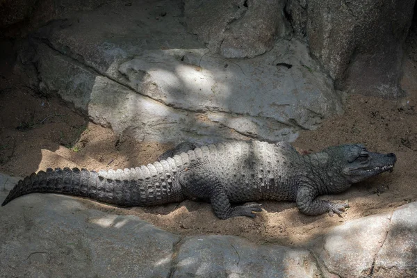 Dwarf Crocodile (Osteolaemus tetraspis) — Stock Photo, Image