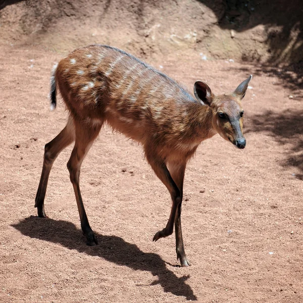Antilope de Sitatunga au Bioparc de Fuengirola — Photo