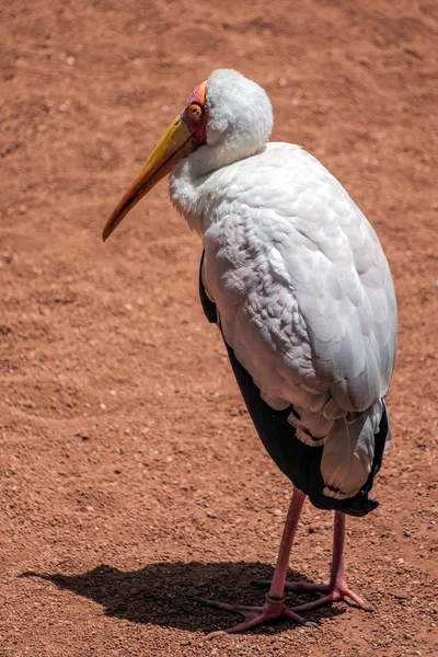 Cigüeña de pico amarillo (Mycteria ibis) en el Bioparc de Fuengirola — Foto de Stock