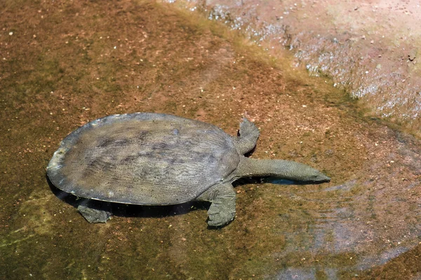 Bioparc 푸 엔 히 롤라에서 수영 하는 거북이 — 스톡 사진