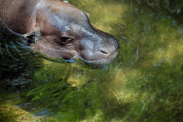 Hrošík liberijský (Choeropsis liberiensis nebo Hexaprotodon liber — Stock fotografie