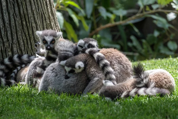 Klingelschwanzlemuren (Lemurcatta) im Bioparc in fuengirola — Stockfoto