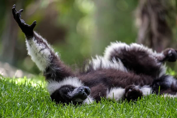 Lemur-de-Ruffed preto-e-branco (Varecia variegata) — Fotografia de Stock