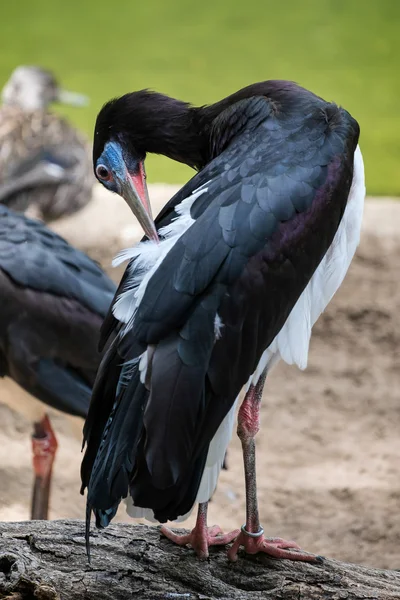 Abdim's Stork på Bioparc i Fuengirola — Stockfoto