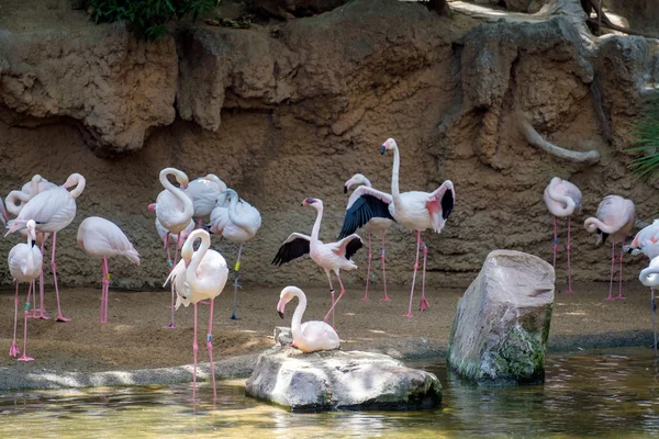 Flamants roses (Phoenicopterus roseus) au Bioparc Fuengir — Photo