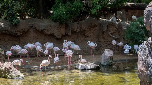 Flamingos Maiores (Phoenicopterus roseus) no Bioparc Fuengir — Fotografia de Stock