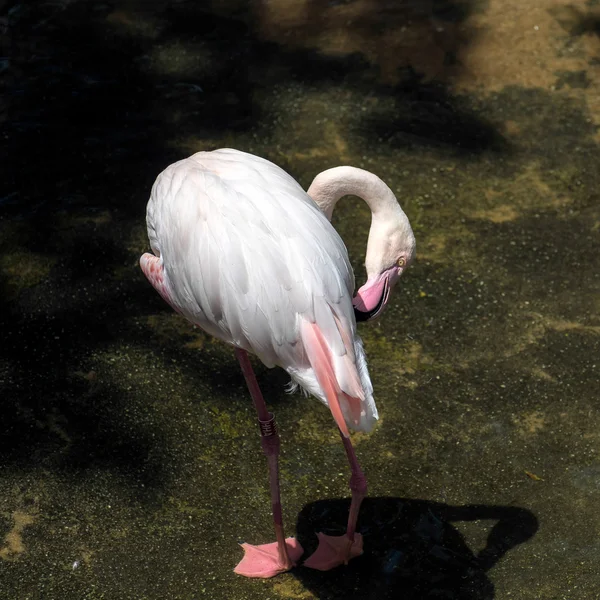 Greater Flamingo (Phoenicopterus roseus) at the Bioparc Fuengiro — Stock Photo, Image