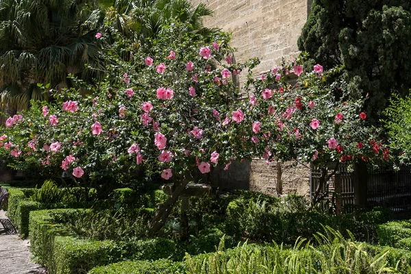 Rosa hibiskus busken blommar ymnigt i Malaga — Stockfoto