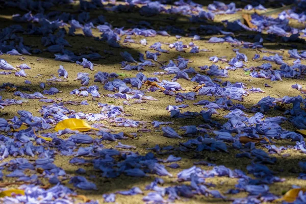 M の地に青のジャカランダ (ジャカランダ mimosifolia) 花びら — ストック写真