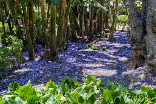 Blauwe Jacaranda (Jacaranda mimosifolia) bloemblaadjes op de grond in M — Stockfoto