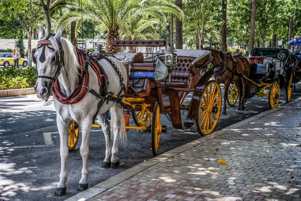 MALAGA, ANDALUCIA / ESPAÑA - 25 DE MAYO: Caballo y Carriag Tradicional — Foto de Stock