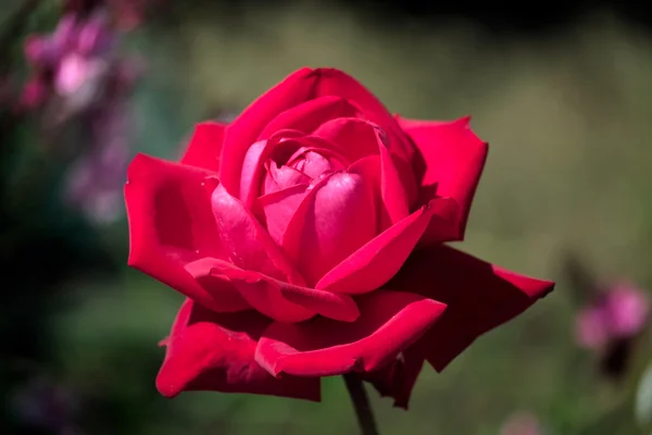 Röd ros blommar i Calahonda — Stockfoto