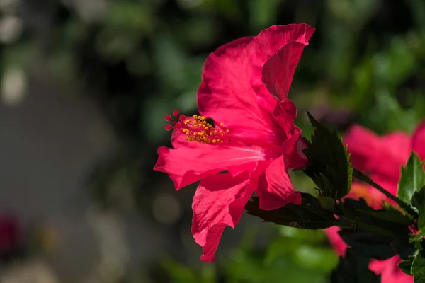 Flor de Hibisco Vermelho florescendo em Calahonda — Fotografia de Stock