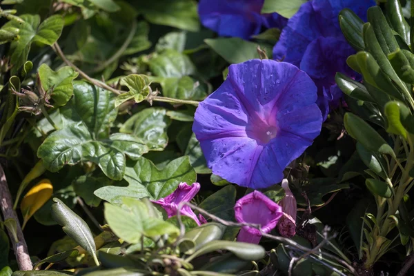 Koolzaadolie (Convolvulus althaeoides)) — Stockfoto