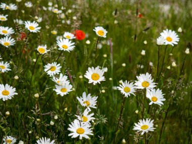 Plajda Southwold yakınındaki İngiliz kır çiçekleri