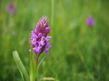 Güney bataklık orkide (Dactylorhiza praetermissa)