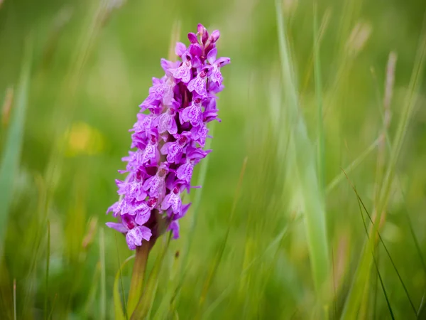 Southern Marsh Orchid (Dactylorhiza praetermissa) — Stock Photo, Image