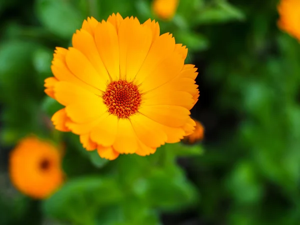 Orange Mesembryanthemums Flowering near the Beach in Southwold — Stock Photo, Image