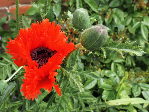 Poppy floração em Southwold em Suffolk — Fotografia de Stock