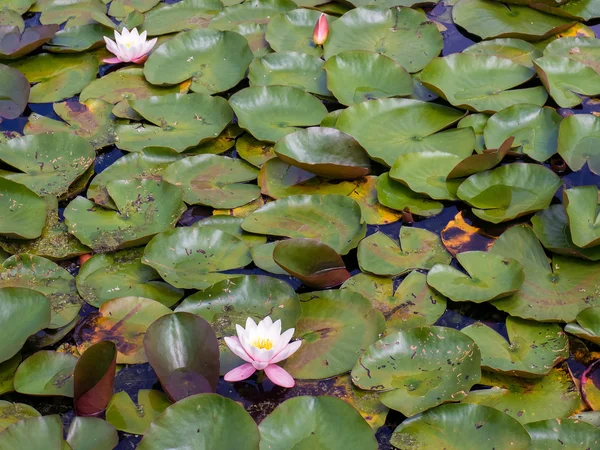 Lirios de agua en el castillo de Hever — Foto de Stock