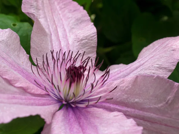 Pink Clematis in Full Bloom in the Grounds of Hever Castle — Stock Photo, Image