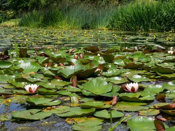 Water Lilies at Hever Castle — Stock Photo, Image