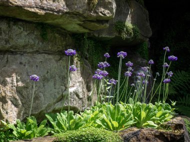 Hever Kalesi, bahçede scabious çiçekleri