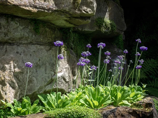 ヒーバー城の庭の花を scabious — ストック写真