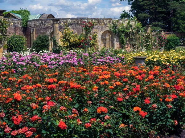 HEVER, KENT / UK - JUNE 28: Roses Growing in the Garden at Hever — стоковое фото