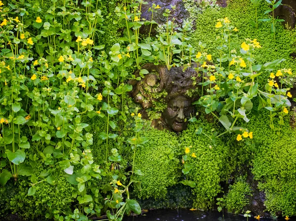 HEVER, KENT / UK - 28 de junio: Cabeza de piedra asomándose a través de Flowers i — Foto de Stock