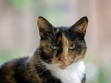 Close-Up baş ve omuzlar bir kaplumbağa kabuğu dişi kedi