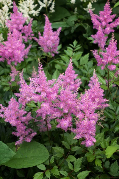 Roze Astilbe (Valerie) in volle bloei — Stockfoto