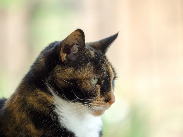 Close-Up baş ve omuzlar bir kaplumbağa kabuğu dişi kedi — Stok fotoğraf