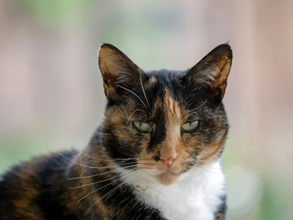 Close-up of head and shoulders of a Tortoiseshell female cat — Stock Photo, Image