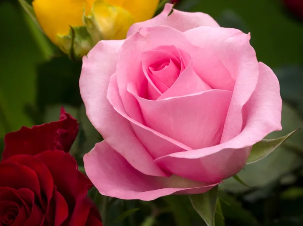 Close-up view of a Pink Hybrid T Rose — Stock Photo, Image