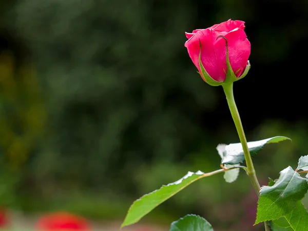 Närbild av en rosa hybrid T Rose — Stockfoto