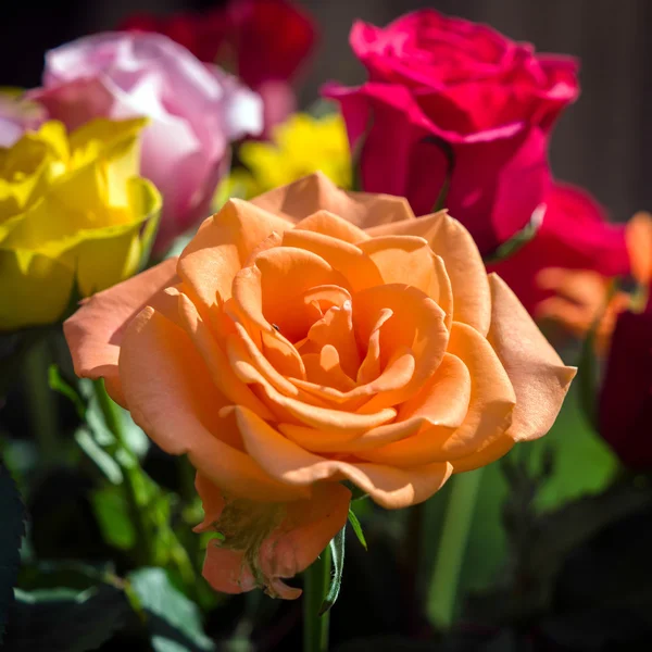 Un ramo de rosas de colores en el jardín — Foto de Stock