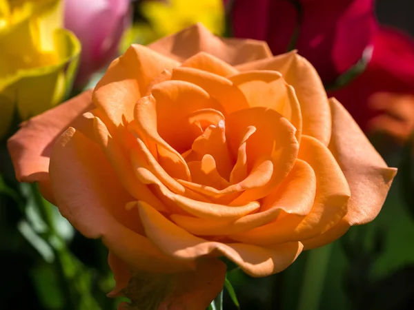Detail Orangae Hybrid T růže — Stock fotografie