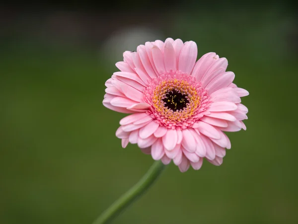 Gerbera rose (Astéracées) ) — Photo