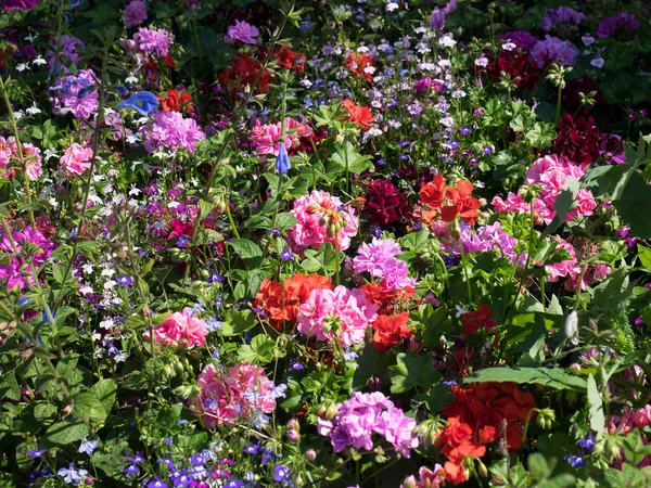 Colourful Flower Display in East Grinstead — Stock Photo, Image